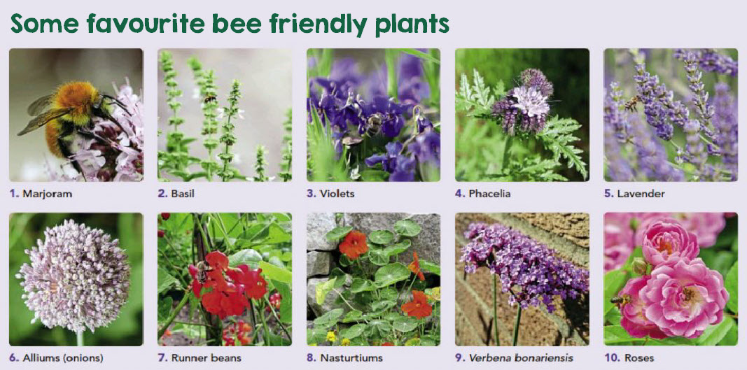 Picture of Sustainability NOW: bee-positive - Biodynamic Association