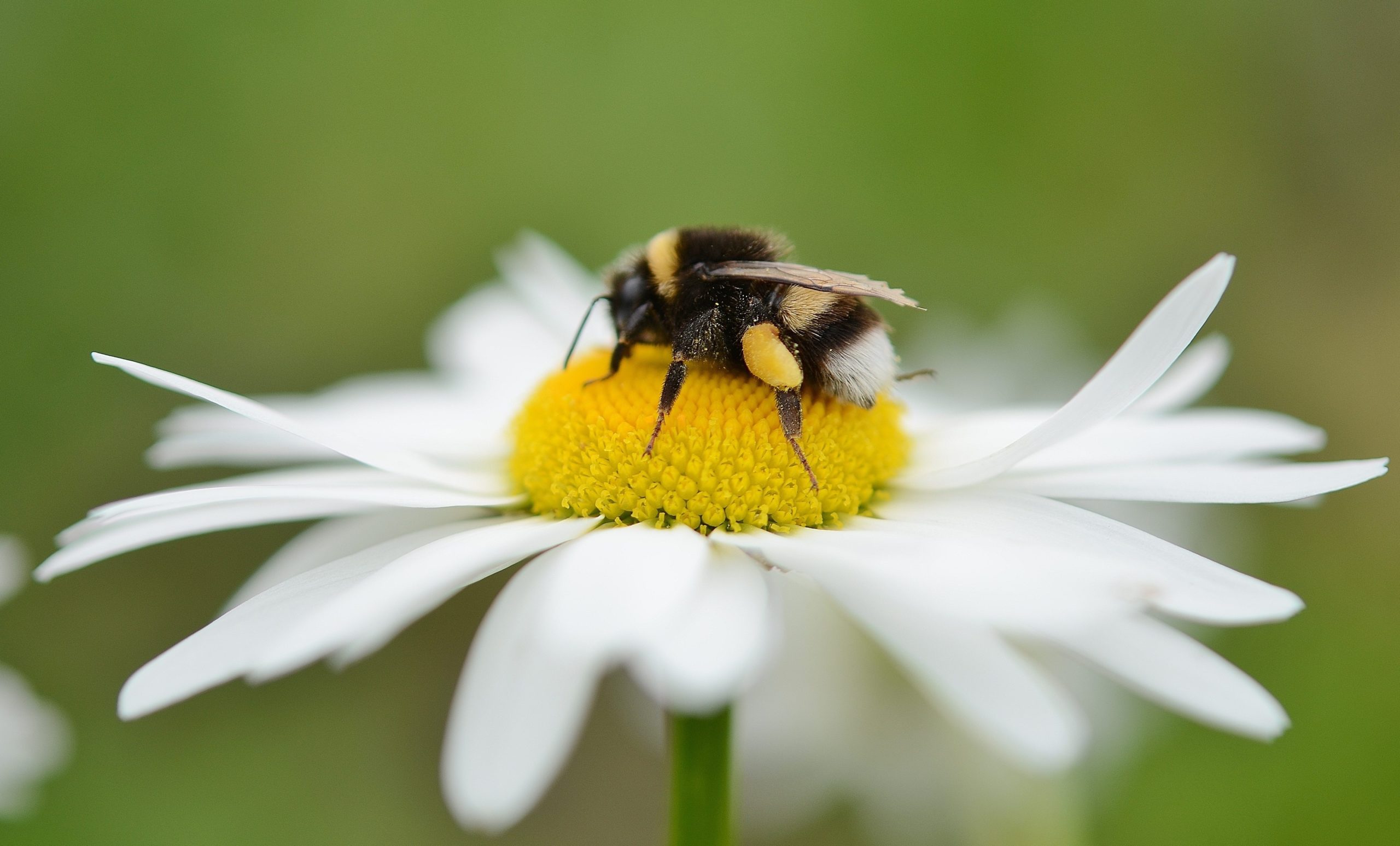 Webinar – Biodynamic Gardening: Connect with Nature, Revitalise your Garden & Build Resilience for the Future, 24th April,  7.30pm (BST) with Tom Petherick