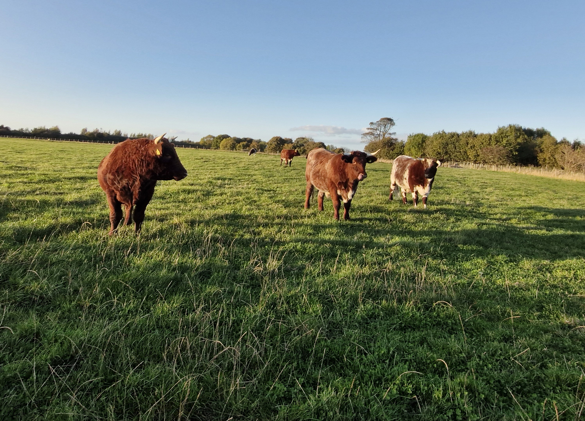Home - Biodynamic Association