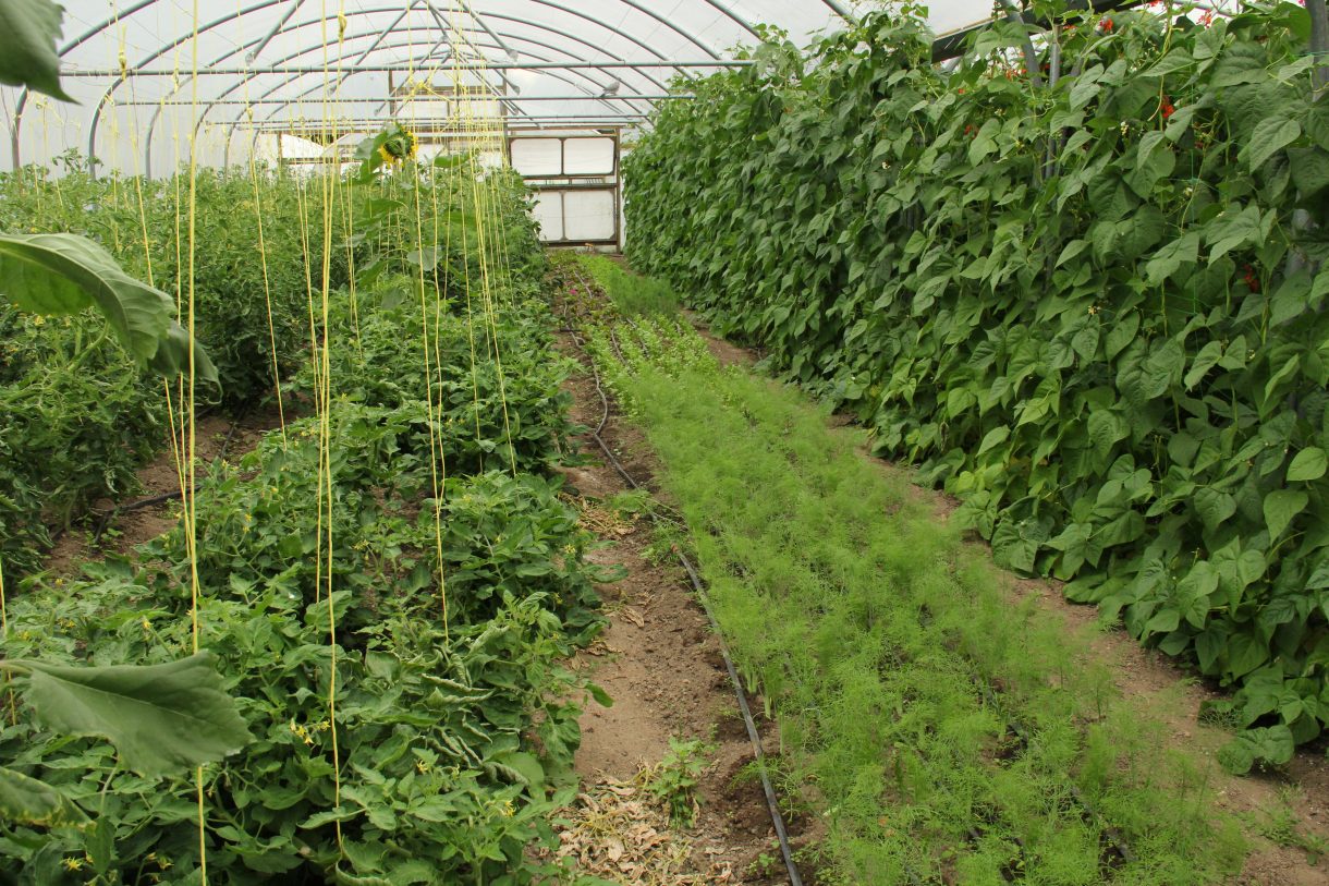Discover box poly tunnel RS