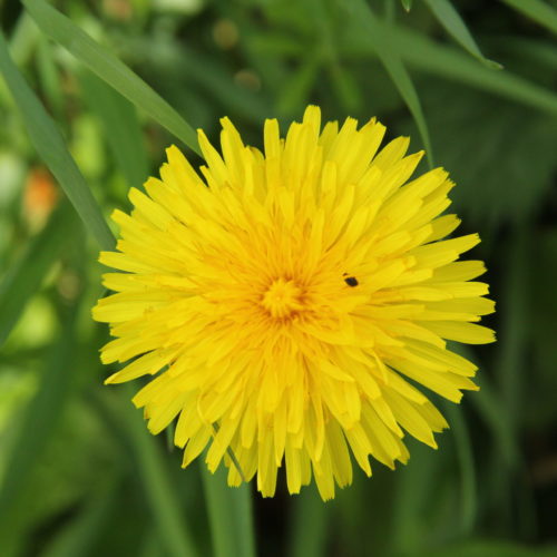 Dandelion Cover approx (25cms x 25 cms)