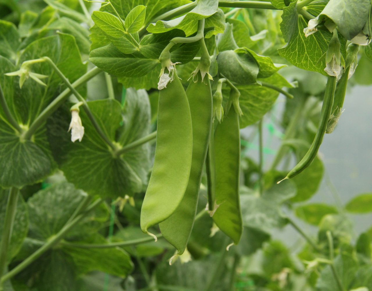 Home - Biodynamic Association