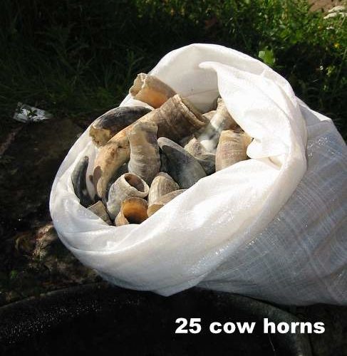 New Cow Horns: - Quantity 25