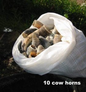 New Cow Horns: Quantity 10