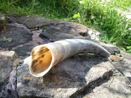 New Cow Horn - 1 horn