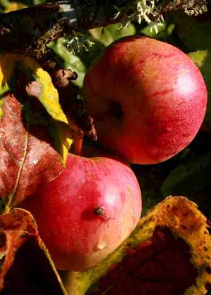 'Apples' Biodynamic Association Charity Greeting Card