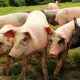 'Pigs' Biodynamic Association Charity Greeting Card