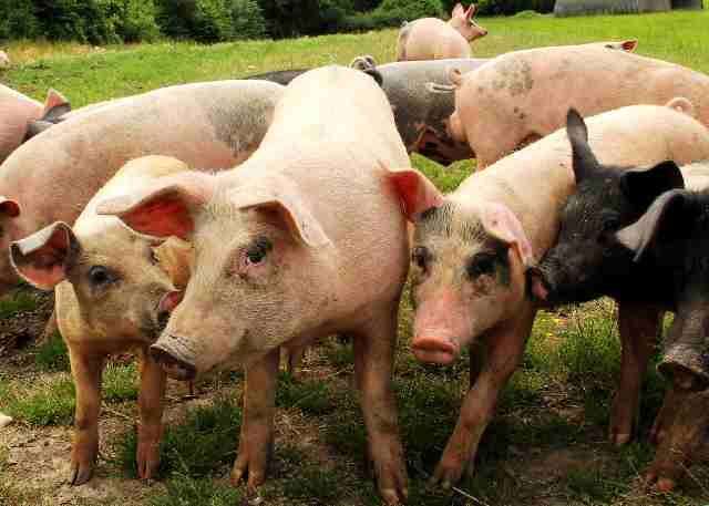 'Pigs' Biodynamic Association Charity Greeting Card